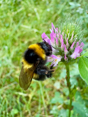 Bumblebee collecting nectar from red clover blossom Bumblebee (Bombus sp.) foraging on a blooming red clover (Trifolium pratense) flower in a natural meadow. Close-up showing an importan © Dennis