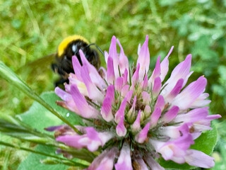 Bumblebee collecting nectar from red clover blossom Bumblebee (Bombus sp.) foraging on a blooming red clover (Trifolium pratense) flower in a natural meadow. Close-up showing an importan © Dennis
