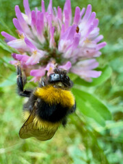 Bumblebee collecting nectar from red clover blossom Bumblebee (Bombus sp.) foraging on a blooming red clover (Trifolium pratense) flower in a natural meadow. Close-up showing an importan © Dennis
