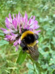 Bumblebee collecting nectar from red clover blossom Bumblebee (Bombus sp.) foraging on a blooming red clover (Trifolium pratense) flower in a natural meadow. Close-up showing an importan © Dennis