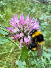 Bumblebee collecting nectar from red clover blossom Bumblebee (Bombus sp.) foraging on a blooming red clover (Trifolium pratense) flower in a natural meadow. Close-up showing an importan © Dennis