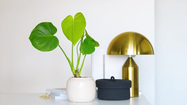 Houseplants changing on white shelf - Stop Motion Animation - ficus, monstera, epipremnum, crassula, scindapsus, spiderplant, chlorophytum, aloe