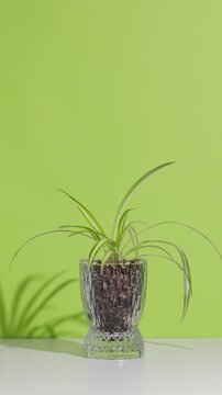 Houseplants changing on white shelf - Stop Motion Animation - ficus, monstera, epipremnum, crassula, scindapsus, spiderplant, chlorophytum, aloe
