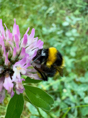 Bumblebee collecting nectar from red clover blossom Bumblebee (Bombus sp.) foraging on a blooming red clover (Trifolium pratense) flower in a natural meadow. Close-up showing an importan © Dennis
