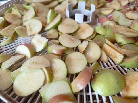 Overhead view of cut apple slices on a white food dehydrator tray. Preparing fresh green and red apples for drying. Healthy fruit preservation process