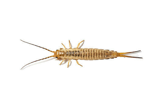 Detailed mayfly nymph aquatic insect larva isolated on a black background