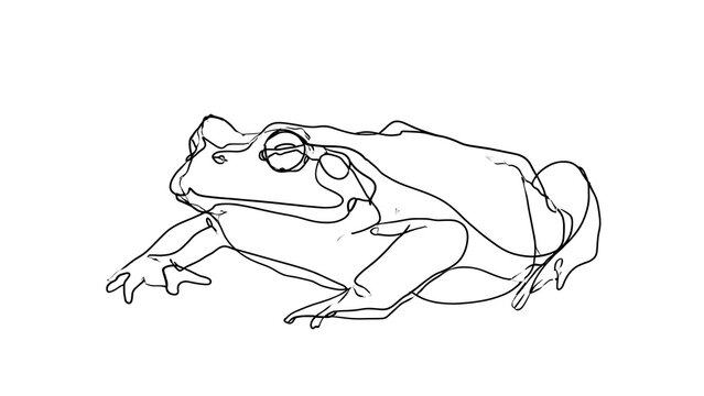 Line art illustration of a frog on white background.