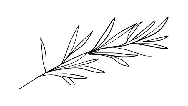 Elegant black line art olive branch white background.