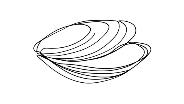 Black and white mussel shell illustration white background.
