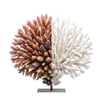 Coral Reef Bleaching Awareness Concept Isolated On Solid White Background