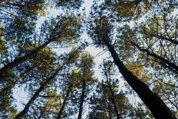 Fototapeta premium trees in the forest