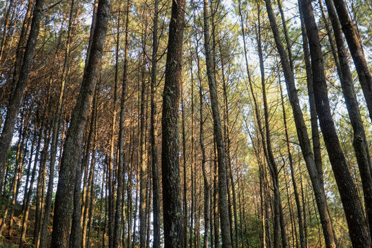 forest in autumn