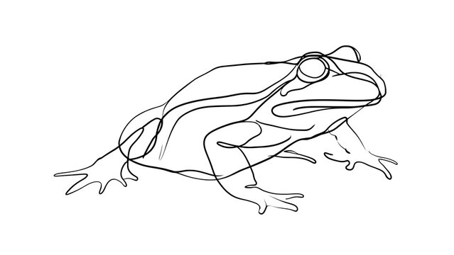 Line art frog illustration on white background.