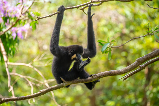 A white-cheeked gibbon resting on a tree branch. Rare tropical primates, gibbons (Nomascus leucogenys), in their natural habitat. Wild animals in tropical forests.