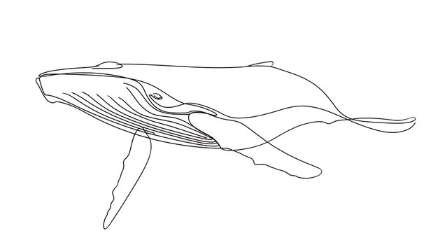 Humpback whale line drawing white background.