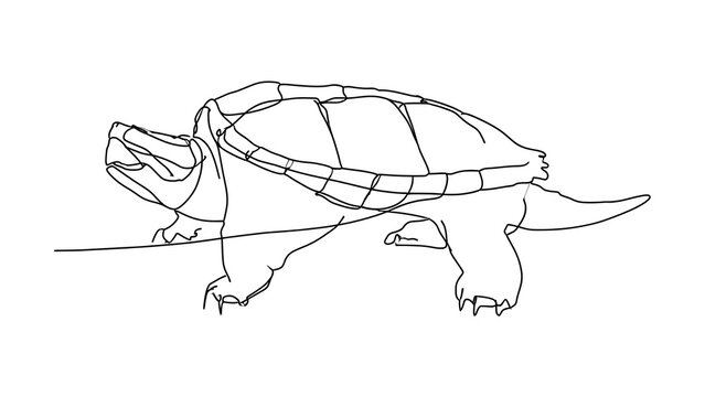Line drawing of a turtle on white background.