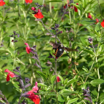 Abeja