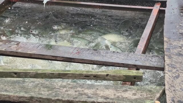 Slow motion large grass carp feeding frenzy in floating cage farm with fish splashing at water surface