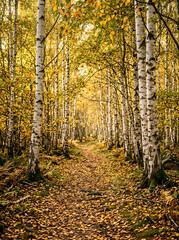 Fototapeta premium Autumn forest pathway winding through white birch trees with golden leaves falling on ground in woodland sunny scene.