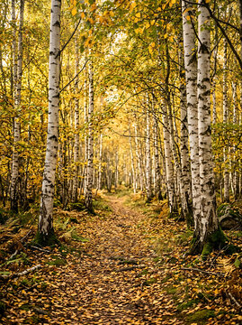 Autumn forest pathway winding through white birch trees with golden leaves falling on ground in woodland sunny scene.