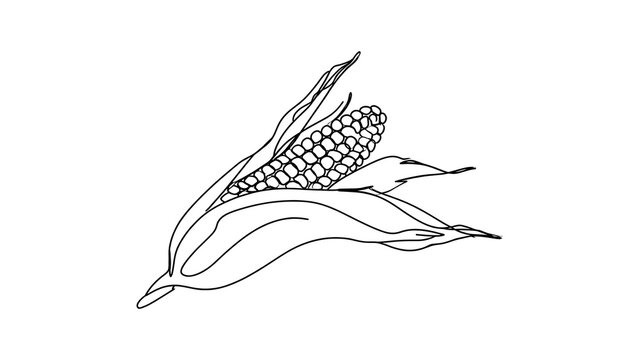 Black and white corn illustration on white background.