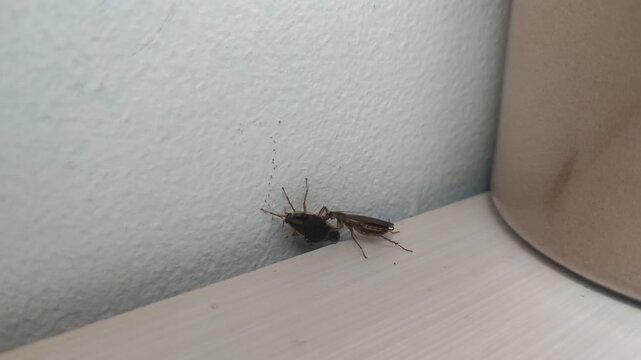 Cockroaches Mating on Interior White Wall