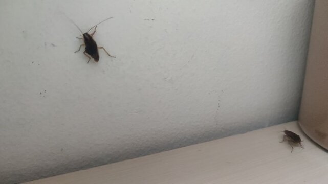 Cockroach Crawling on White Interior Wall