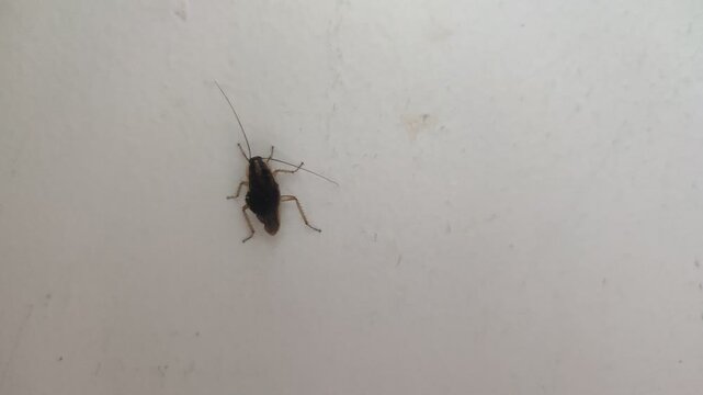Cockroach Crawling on a White Surface