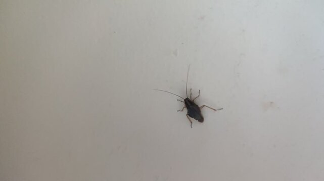 Cockroach Crawling on White Surface Close Up