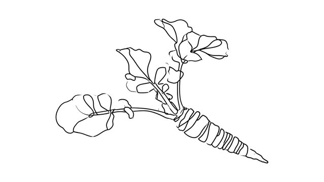 Hand drawn carrot with leaves on white background.