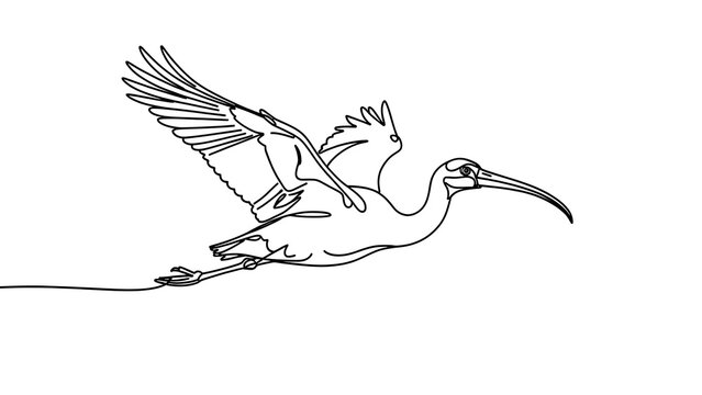 Ibis bird flying illustration white background.
