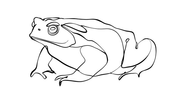 Line art frog illustration on white background.