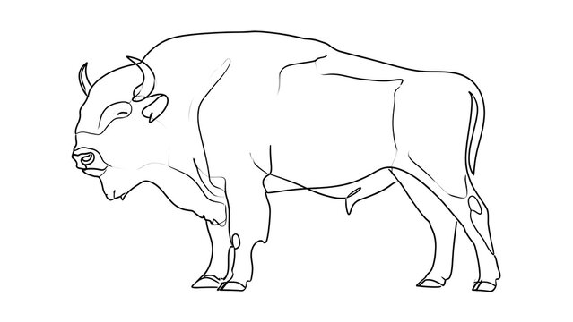 Line drawing of a bison on white background.