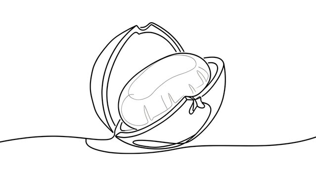Minimalist line art of a snail shell on white background.