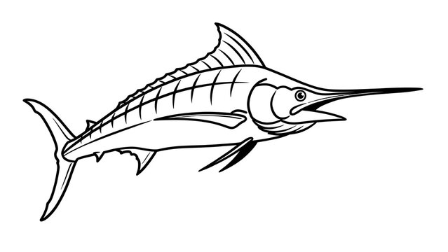 Sailfish illustration on white background.