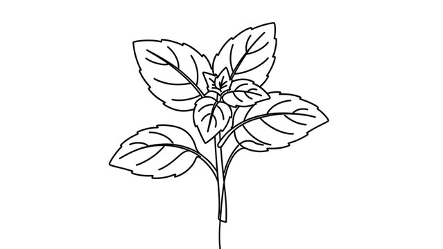 Basil plant illustration on white background.
