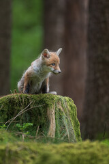 Obraz premium A cute young red fox pup standing on a mossy tree stump in a green forest.