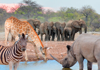 A Rhino  and  Giraffe is drinking water in a small lake - Group of elephant family drinking water in lake at amazing sunset - Etosha National Park, Namibia, Africa  © muratart