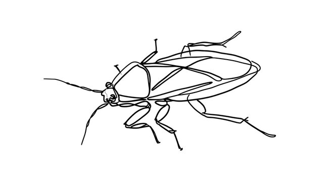 Detailed insect line drawing on white background.