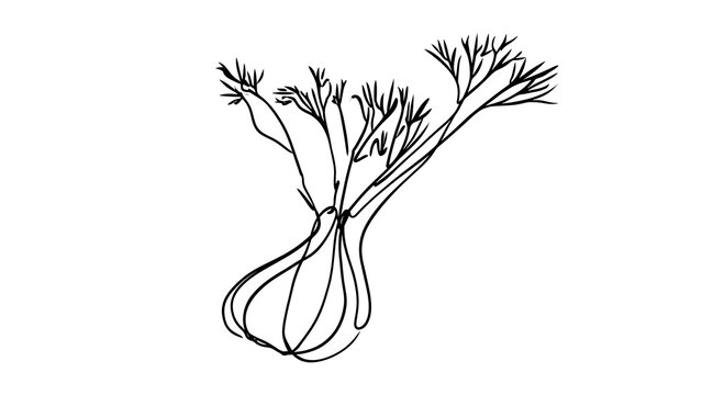 Hand drawn dill herb illustration white background.