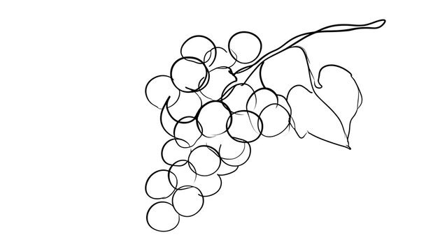 Hand drawn grape cluster illustration white background.