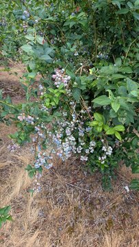 Blueberry picking