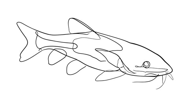 Catfish line drawing on white background.