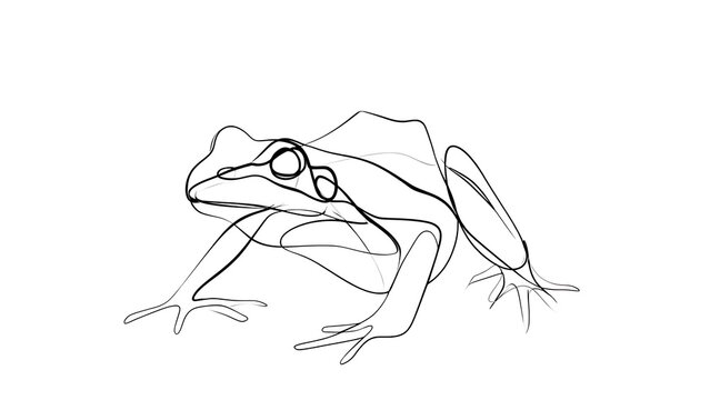 Line art frog illustration on white background.