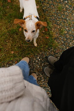 Mixed breed dog near a Scandinavian house outdoors.