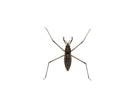 Detailed view of a water strider insect with long legs isolated on black background