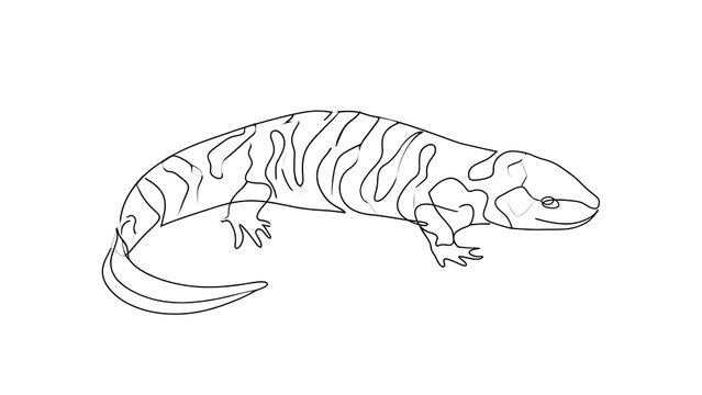 Detailed lizard line drawing on white background.