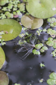 Floating duckweed and water lily pads on a dark, still water surface, with a wispy plant seed pod gently resting among them. The scene captures a moment of natural tranquility in aquatic flora