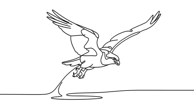 Eagle catching fish drawing on white background.