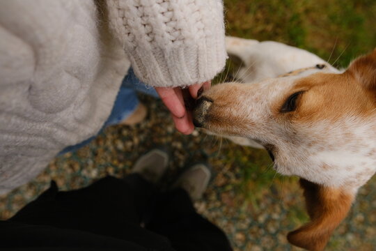 Mixed breed dog near a Scandinavian house outdoors.
